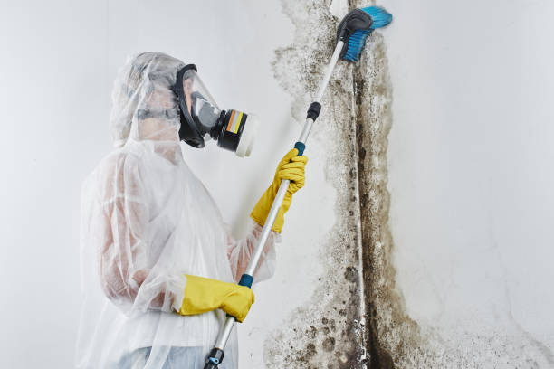 Best Professional Mold Removal  in Rockvale, TN