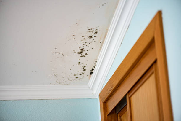 Home Mold Removal in Rockvale, TN