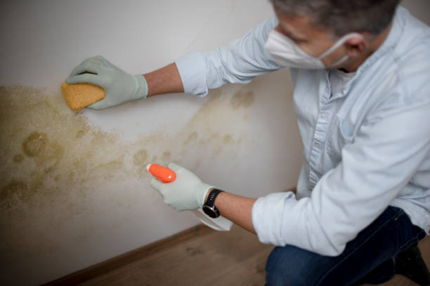 Mold Removal and Inspection in Rockvale, TN
