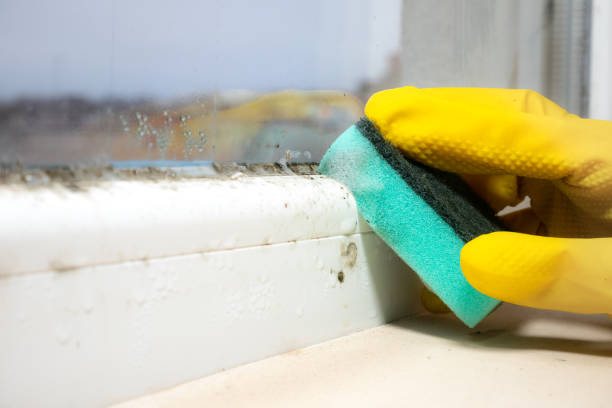 Mold Removal Process in Rockvale, TN