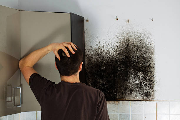 Best Fast Mold Removal  in Rockvale, TN